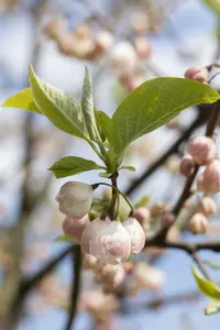halesia carolina (60-100  cm) - afbeelding 4