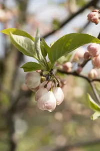 halesia carolina (60-100  cm) - afbeelding 5