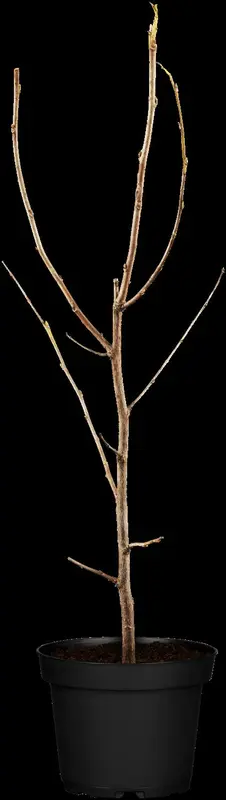 halesia carolina (60-100  cm) - afbeelding 1