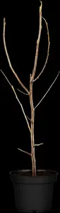 halesia carolina (60-100 cm) - afbeelding 5