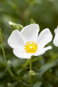 Halimiocistus sahucii P9