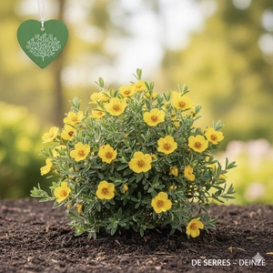 Halimium commutatum 'April Sun'