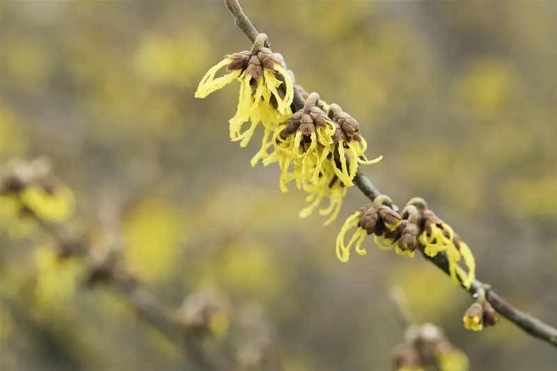 Hamamelis int. 'Arnold Promise' 40- 60   C5 - afbeelding 4