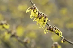 Hamamelis int. 'Arnold Promise' 40- 60   C5 - afbeelding 4