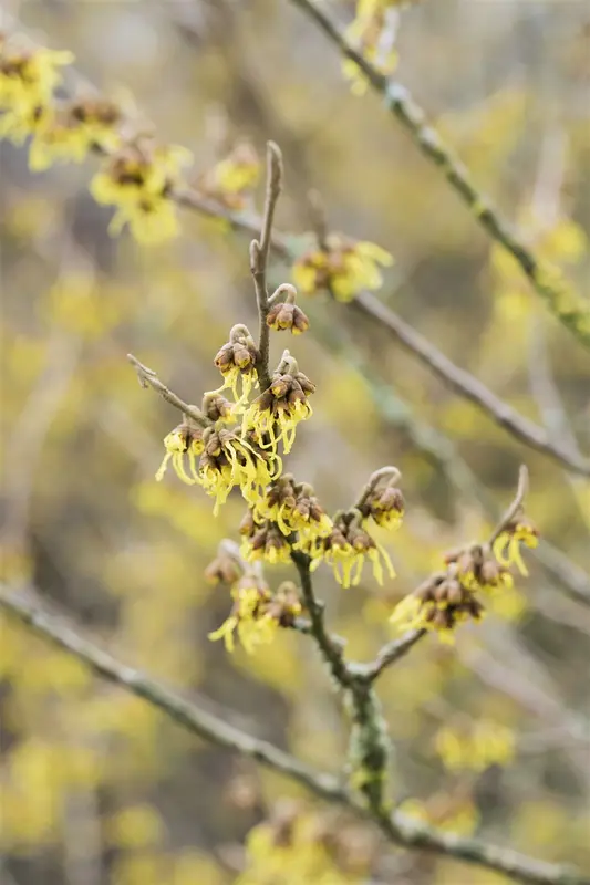 Hamamelis int. 'Arnold Promise' 6/ 8 HO C - afbeelding 5