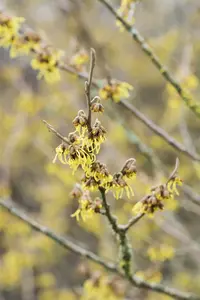 Hamamelis int. 'Arnold Promise' 6/ 8 HO C - afbeelding 5
