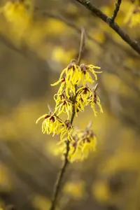 Hamamelis int. 'Arnold Promise' 60- 80   C6