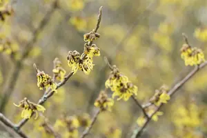 Hamamelis int. 'Arnold Promise' 60- 80   C6 - afbeelding 3