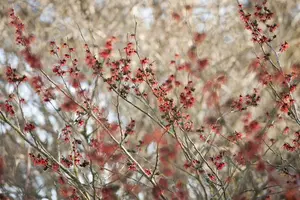 Hamamelis int. 'Diane' 125-150 C35