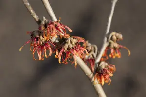 Hamamelis int. 'Diane' 125-150   C35 - afbeelding 3