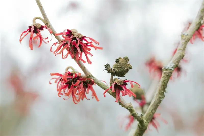 Hamamelis int. 'Diane' 125-150   C35 - afbeelding 4