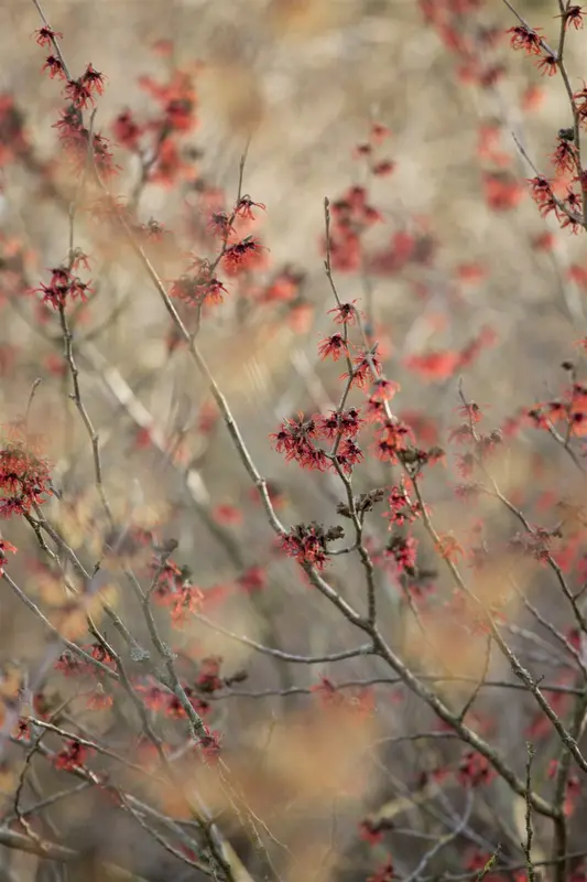 Hamamelis int. 'Diane' 40- 60 C - afbeelding 2