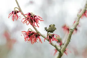 Hamamelis int. 'Diane' 40- 60 C - afbeelding 4