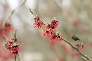 Hamamelis int. 'Diane' 40- 60 C - afbeelding 5