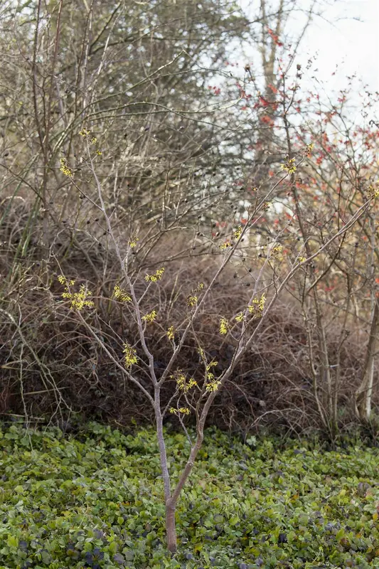 Hamamelis int. 'Foxy Lady' 80-100   C20 - afbeelding 2