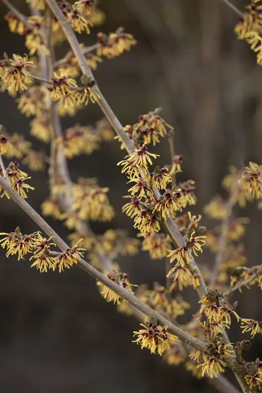 Hamamelis int. 'Foxy Lady' 80-100   C20 - afbeelding 3