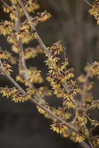 Hamamelis int. 'Foxy Lady' 80-100   C20 - afbeelding 3