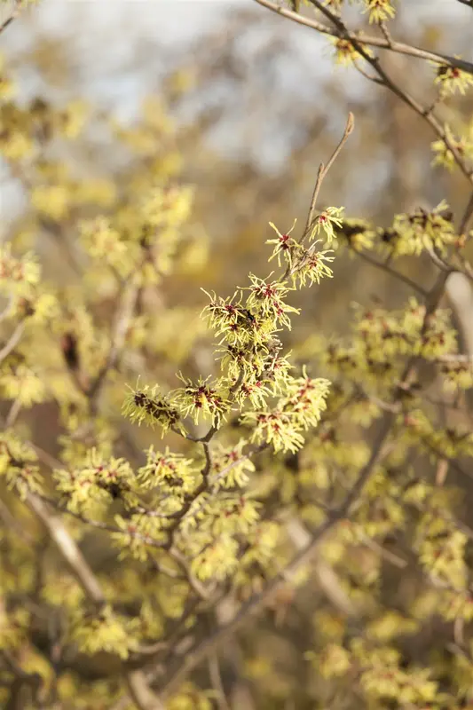 Hamamelis int. 'Foxy Lady' 80-100   C20 - afbeelding 4