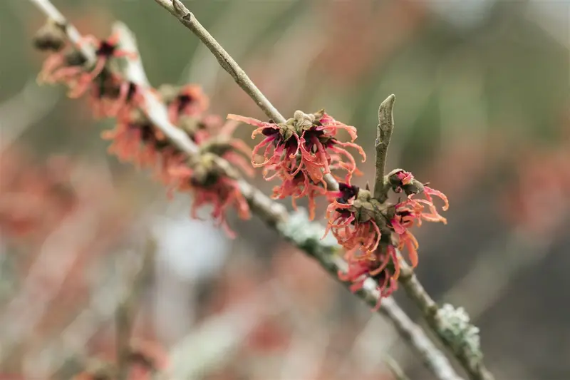Hamamelis int. 'Foxy Lady' 80-100   C20 - afbeelding 5