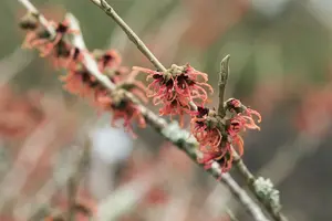 Hamamelis int. 'Foxy Lady' 80-100   C20 - afbeelding 5