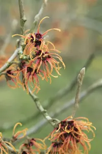 Hamamelis int. 'Jelena' ( 'copper beauty') 125-150   C25 - afbeelding 2