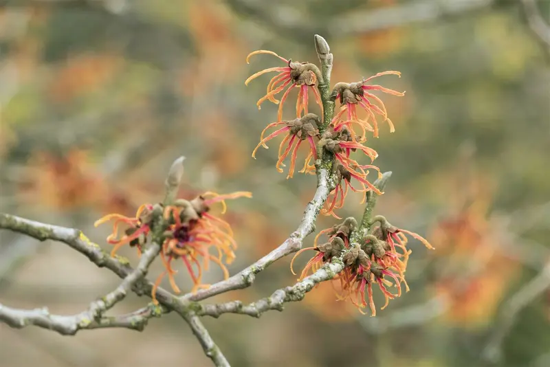 Hamamelis int. 'Jelena' ( 'copper beauty') 125-150   C25 - afbeelding 1