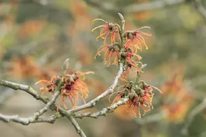 Hamamelis int. 'Jelena' ( 'copper beauty') 125-150 C25