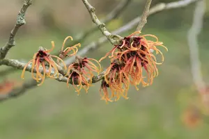 Hamamelis int. 'Jelena' ( 'copper beauty') 125-150   C25 - afbeelding 3