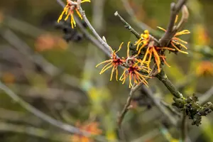 Hamamelis int. 'Orange Beauty' 175-200   DKL MRST - afbeelding 2