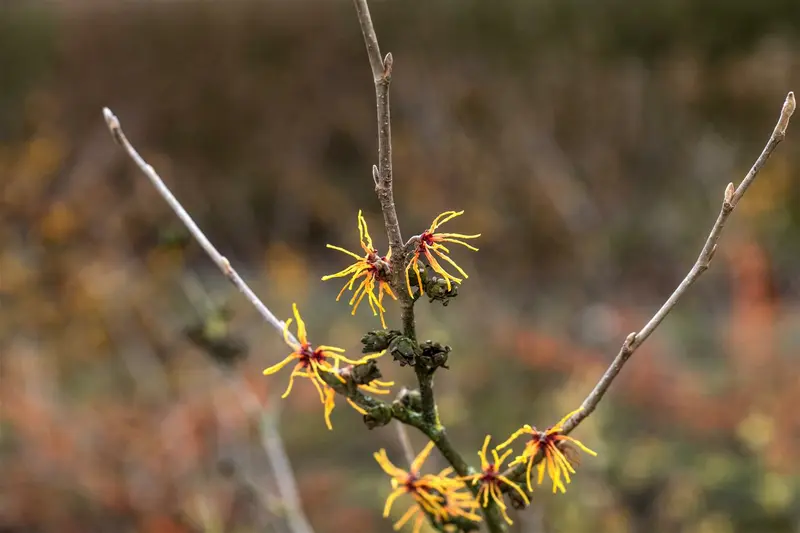 Hamamelis int. 'Orange Beauty' 175-200   DKL MRST - afbeelding 3