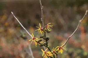 Hamamelis int. 'Orange Beauty' 175-200   DKL MRST - afbeelding 3