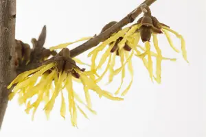 Pallida