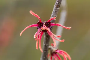 Ruby Glow - afbeelding 4