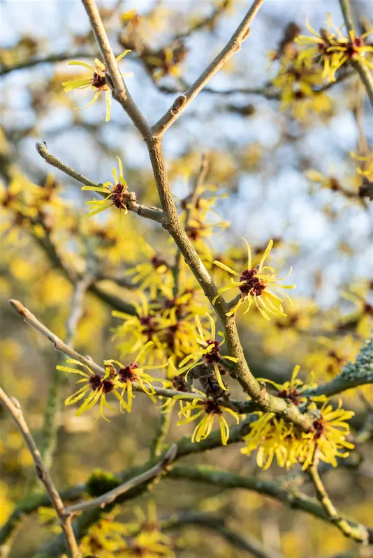 Hamamelis int. 'Westerstede' 125-150   C45 - afbeelding 5