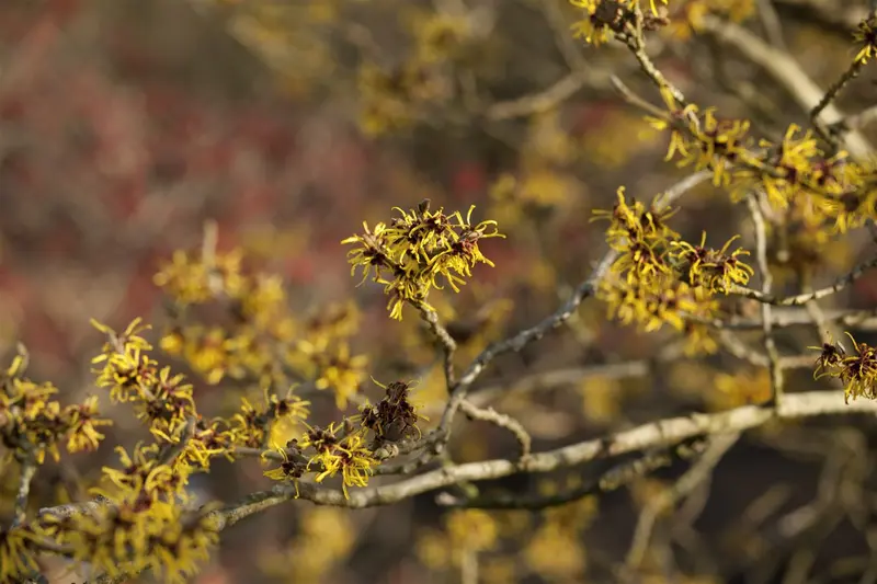 Hamamelis int. 'Westerstede' 125-150   C45 - afbeelding 1