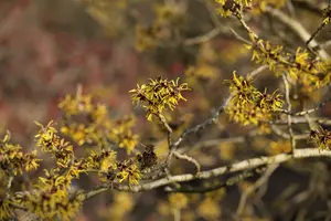 Hamamelis int. 'Westerstede' 125-150 C45