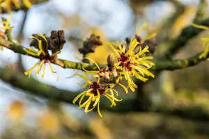 Hamamelis int. 'Westerstede' 125-150   C45 - afbeelding 2