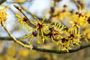 Hamamelis int. 'Westerstede' 125-150   C45 - afbeelding 4