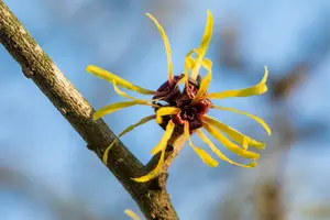 Hamamelis int. 'Westerstede' 125-150   C45 - afbeelding 3