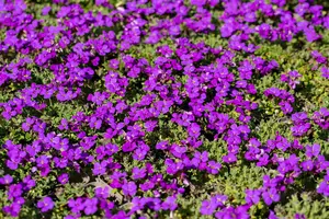 Hamburger Stadtpark - afbeelding 4