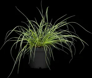 pennisetum alop. 'hameln gold' P9 - afbeelding 3