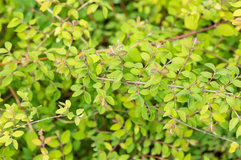 Symphoricarpos chen. 'Hancock' 15- 20   P9 - afbeelding 2