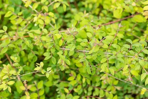 Symphoricarpos chen. 'Hancock' 15- 20   P9 - afbeelding 2