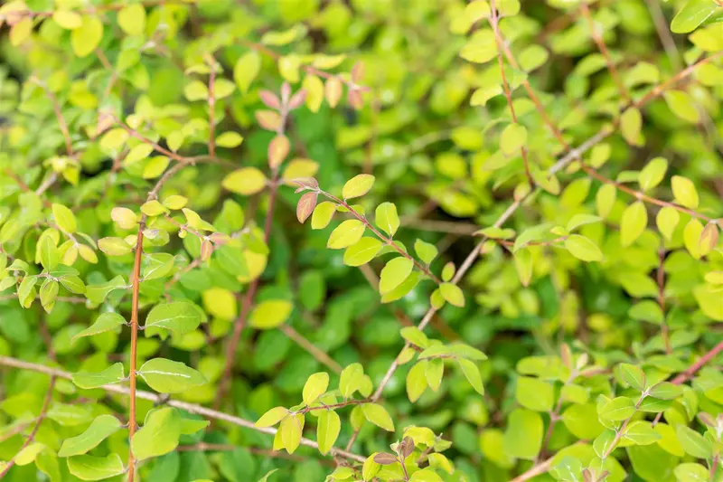 Symphoricarpos chen. 'Hancock' 15- 20   P9 - afbeelding 3