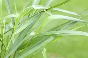 panicum virg. 'hänse herms' P9 - afbeelding 5