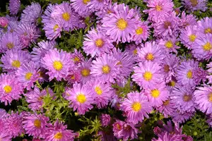 Aster alpinus 'Happy End' P9