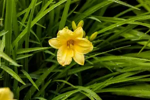 hemerocallis hybr. 'happy returns' P9 - afbeelding 2