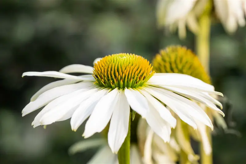 echinacea purp. 'happy star' P9 - afbeelding 1