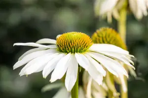 echinacea purp. 'happy star' P9 - afbeelding 3