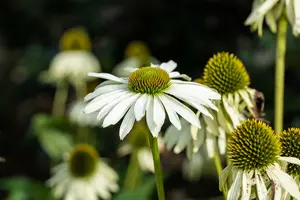 echinacea purp. 'happy star' P9 - afbeelding 3
